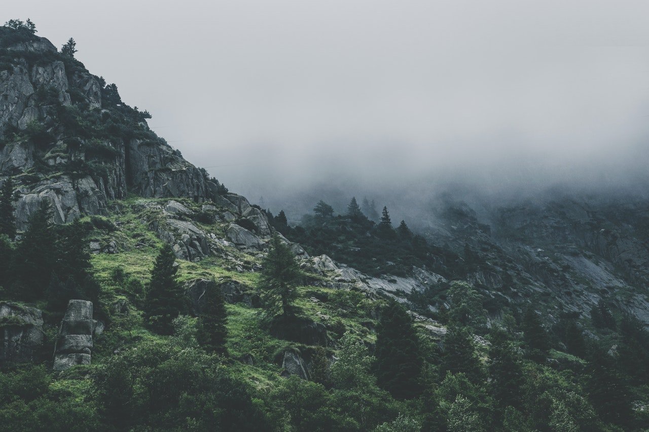 inicio Green Leafed Trees During Fog Time 167684